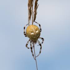 Attēlu rezultāti vaicājumam “Araneus quadratus”