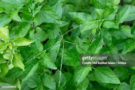Attēlu rezultāti vaicājumam “Mercurialis perennis leaf”