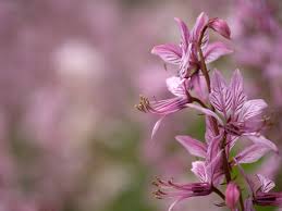 Image result for Diptam