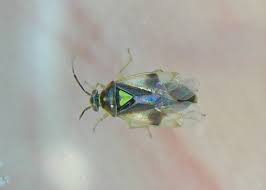 Attēlu rezultāti vaicājumam “Orthops campestris”