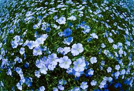 Image result for Linum usitatissimum