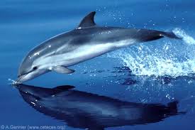 Image result for Stenella coeruleoalba