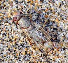 Attēlu rezultāti vaicājumam “Tetanops myopina”