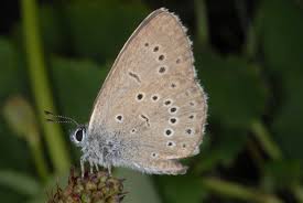 Attēlu rezultāti vaicājumam “Maculinea teleius”