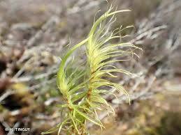 Attēlu rezultāti vaicājumam “Dicranum majus”