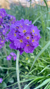 Attēlu rezultāti vaicājumam “Primula elatior flower”