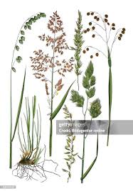 Attēlu rezultāti vaicājumam “Melica nutans leaf”