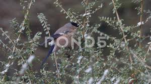 Attēlu rezultāti vaicājumam “Pyrrhula pyrrhula female”