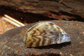 Attēlu rezultāti vaicājumam “Dreissena polymorpha”