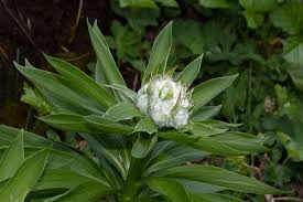 Attēlu rezultāti vaicājumam “Lilium martagon leaf”
