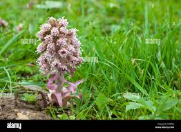 Attēlu rezultāti vaicājumam “Petasites hybridus flower”