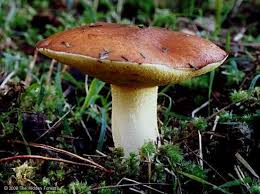 Attēlu rezultāti vaicājumam “Suillus granulatus”