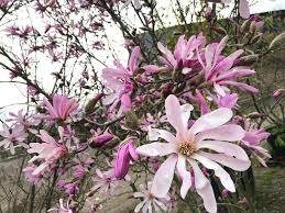 Attēlu rezultāti vaicājumam “Magnolia x loebneri”