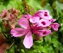 rose geranium essential oil, rose geranium oil,