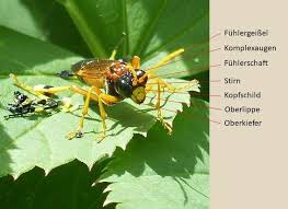 Attēlu rezultāti vaicājumam “Tenthredo campestris”