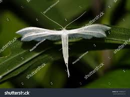 Attēlu rezultāti vaicājumam “Pterophorus pentadactyla”