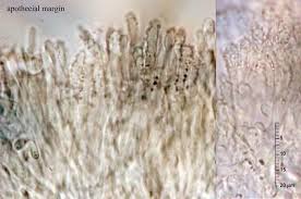 Attēlu rezultāti vaicājumam “Hyphodiscus hymeniophilus”