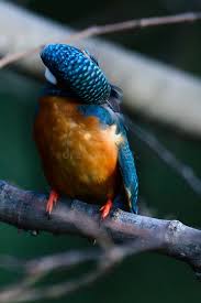 Attēlu rezultāti vaicājumam “Alcedo atthis adult”