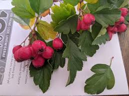 Attēlu rezultāti vaicājumam “Crataegus macracantha fruit”