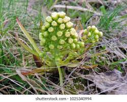 Attēlu rezultāti vaicājumam “Petasites spurius”