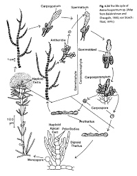 Attēlu rezultāti vaicājumam “Batrachospermum moniliforme”