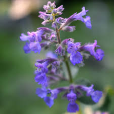 Attēlu rezultāti vaicājumam “Nepeta x faassenii leaf”