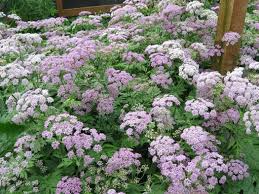 Attēlu rezultāti vaicājumam “Chaerophyllum aromaticum flower”
