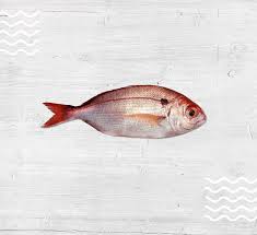 Image result for Pagellus bogaraveo