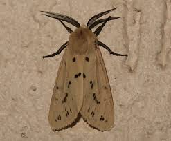 Attēlu rezultāti vaicājumam “Spilosoma sp.”