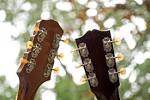 The Gibson Company Guitar and Mandolin