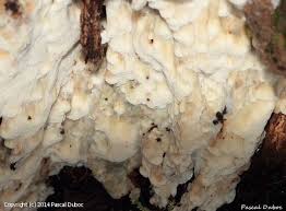 Attēlu rezultāti vaicājumam “Physisporinus vitreus”