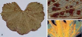 Attēlu rezultāti vaicājumam “Trachyspora intrusa”