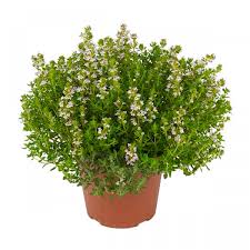 Attēlu rezultāti vaicājumam “Thymus vulgaris”