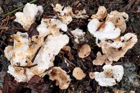 Attēlu rezultāti vaicājumam “Sistotrema confluens”