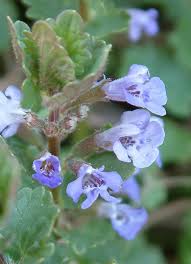Attēlu rezultāti vaicājumam “Glechoma hederacea”