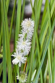 Attēlu rezultāti vaicājumam “Sparganium minimum flower”