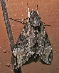 Image result for hawk moth