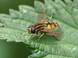 Attēlu rezultāti vaicājumam “Helophilus pendulus”