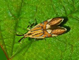 Attēlu rezultāti vaicājumam “Oecophoridae”