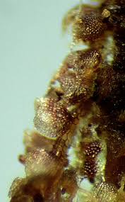 Attēlu rezultāti vaicājumam “Nowellia curvifolia sporophyte”