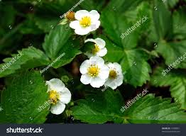 Attēlu rezultāti vaicājumam “Fragaria viridis flower”