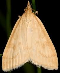 Attēlu rezultāti vaicājumam “Udea lutealis”