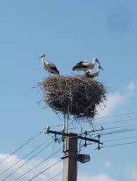 Attēlu rezultāti vaicājumam “Ciconia ciconia nest”