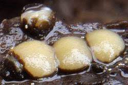 Attēlu rezultāti vaicājumam “Vibrissea decolorans”