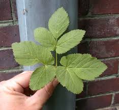 Attēlu rezultāti vaicājumam “Aegopodium podagraria leaf”