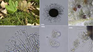 Attēlu rezultāti vaicājumam “Sawadaea tulasnei”