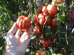 Afbeeldingsresultaat voor costoluto genovese tomato