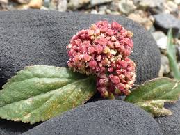 Attēlu rezultāti vaicājumam “Euphorbia palustris fruit”