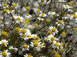 Attēlu rezultāti vaicājumam “Tripleurospermum inodorum flower”