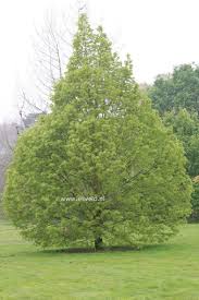 Attēlu rezultāti vaicājumam “Tilia platyphyllos Laciniata”
